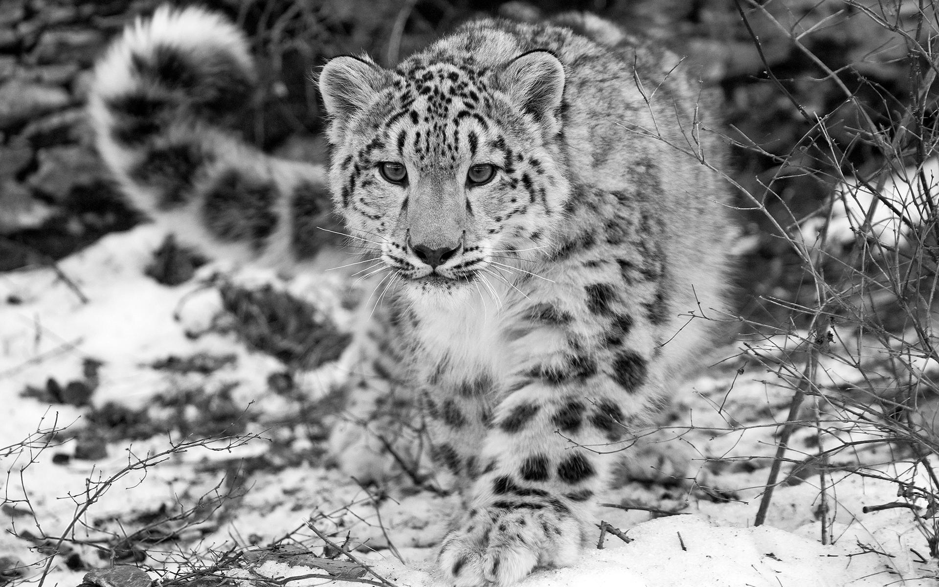 Leopardo de las nieves, SOS