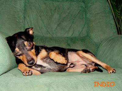 Superviviente de un grave incidente donde falleció su dueño, buscando hogar. (Madrid)