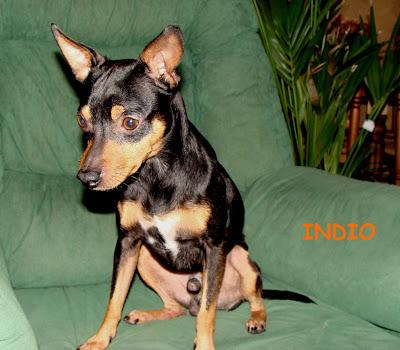 Superviviente de un grave incidente donde falleció su dueño, buscando hogar. (Madrid)