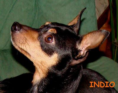 Superviviente de un grave incidente donde falleció su dueño, buscando hogar. (Madrid)