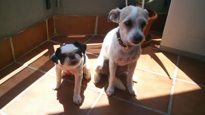 Perritas, sus dueños se deshacen de ellas.