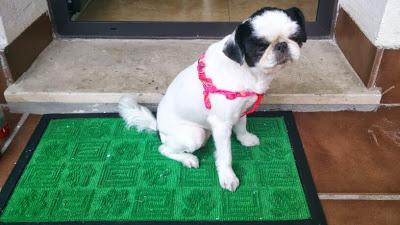 Perritas, sus dueños se deshacen de ellas.