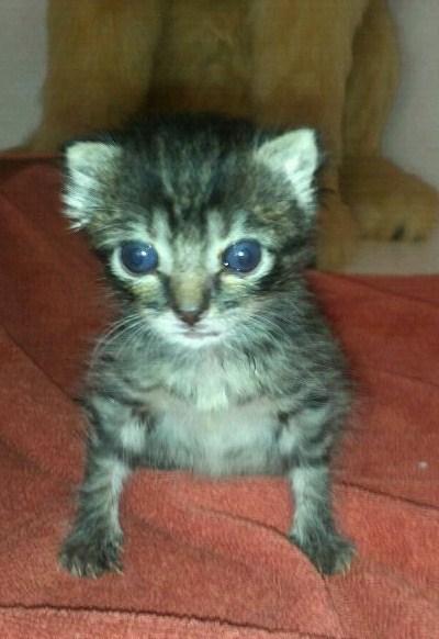 Bebe gatito abandonado en Sevilla.