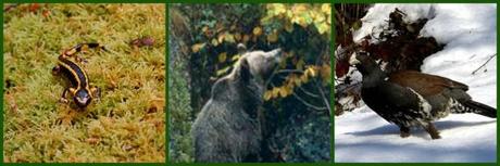 animalitos del bosque