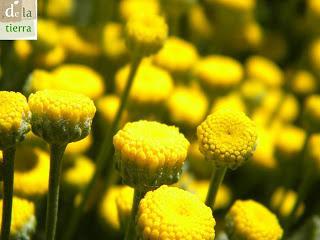 Deja que te echen FLORES!!