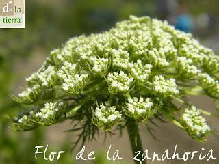 Deja que te echen FLORES!!