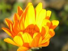 ¡Deja echen flores!