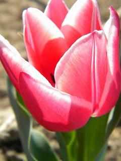 Deja que te echen FLORES!!