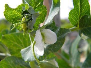 Deja que te echen FLORES!!