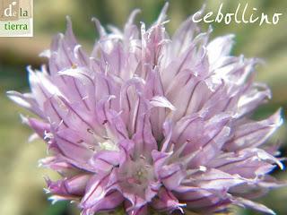 Deja que te echen FLORES!!