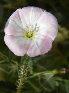 Deja que te echen FLORES!!