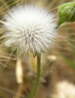 Deja que te echen FLORES!!
