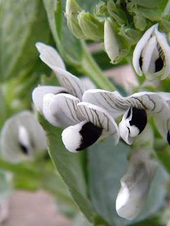 Deja que te echen FLORES!!