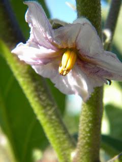 Deja que te echen FLORES!!