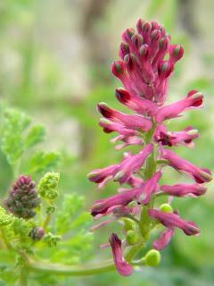 Deja que te echen FLORES!!