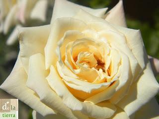 Deja que te echen FLORES!!