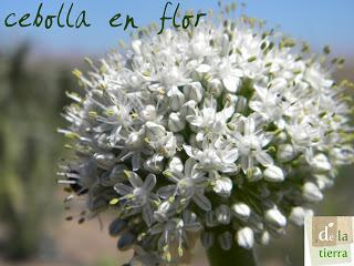 Deja que te echen FLORES!!