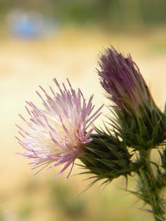 Deja que te echen FLORES!!