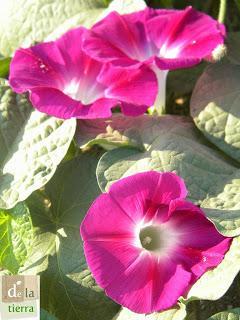 Deja que te echen FLORES!!