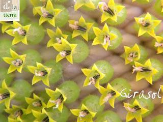 Deja que te echen FLORES!!