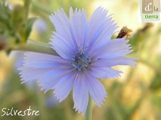 Deja que te echen FLORES!!