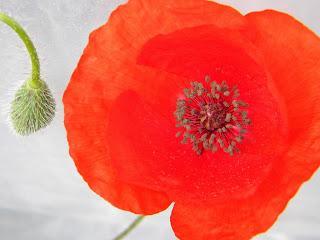 Deja que te echen FLORES!!