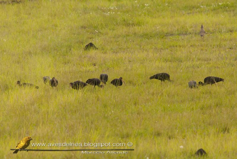 Cuervillo cara pelada ( Bare faced ibis ) Phimosus infuscatus