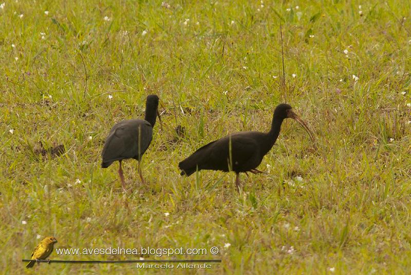 Cuervillo cara pelada ( Bare faced ibis ) Phimosus infuscatus