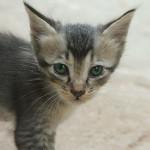 El primer año de tu gatito el primer año de tu gatito