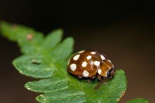 Anisocalvia quatuordecimguttata (Linnaeus, 1758) Mariquita de catorce puntos