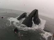 Aterrador momento, buzos casi devorados ballenas jorobadas (vídeo)