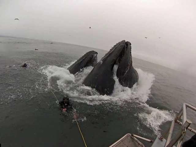 buzos casi devorados durante la alimentación de unas ballenas