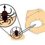 Cómo quitar garrapatas al perro cómo quitar garrapatas al perro