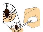 Cómo quitar garrapatas perro