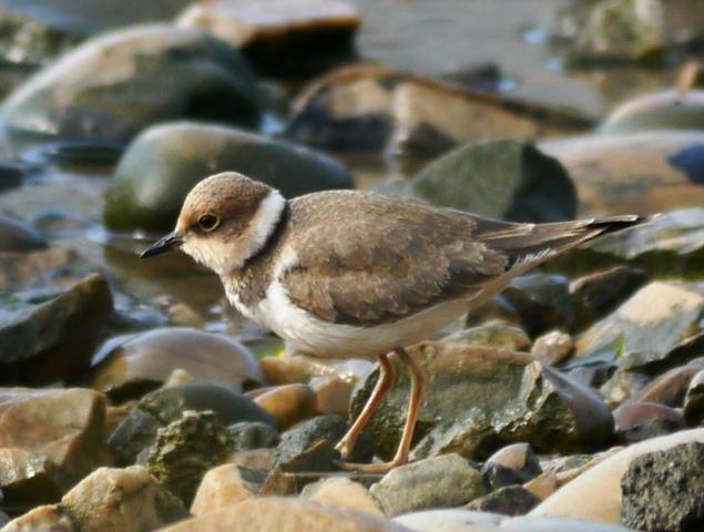 Chorlitejo chico joven