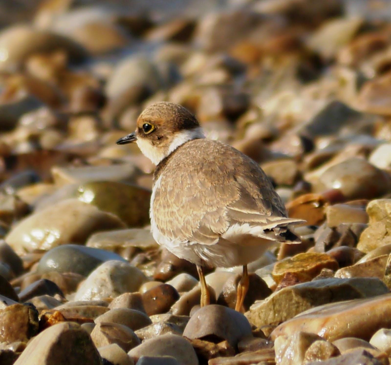 Chorlitejo chico joven