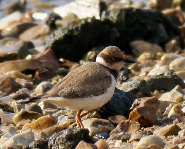 Chorlitejo chico joven