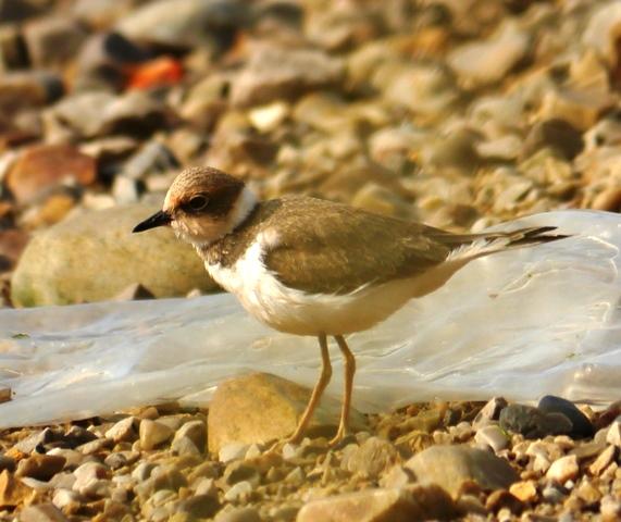 Chorlitejo chico joven