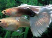 ¡Enganchada! Peces macho sujetan hembras garras genitales