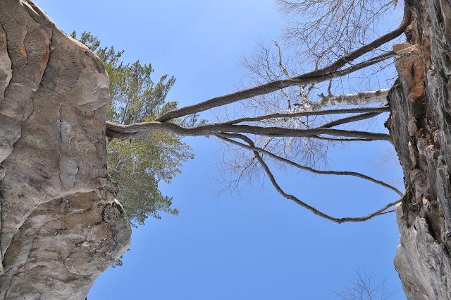 El pino imposible que vive sobre la Roca de la Capilla
