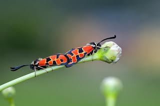 Zygaena fausta (Linnaeus, 1767) Mariposa gitana, gitanilla