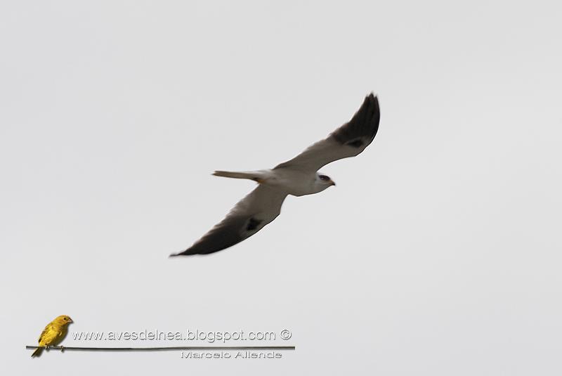 Milano blanco (White-tailed Kite) Elanus leucurus