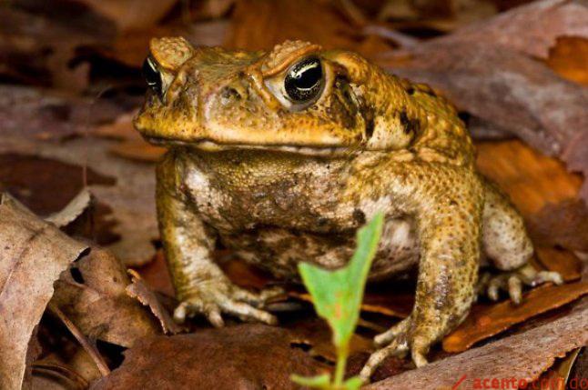 El sapo “Rhinella marina”