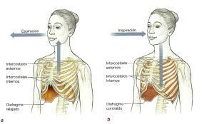 Procesos respiratorios