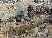 vértebras completas única cola articulada