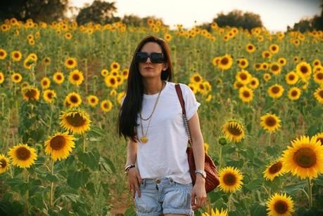 Sunflowers
