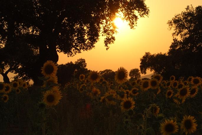 Sunflowers