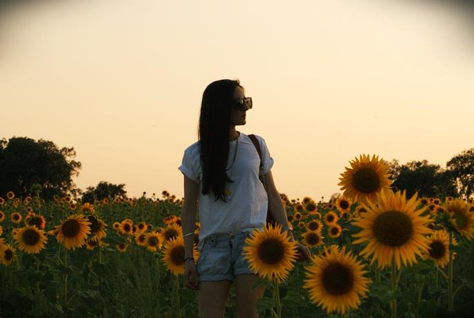 Sunflowers