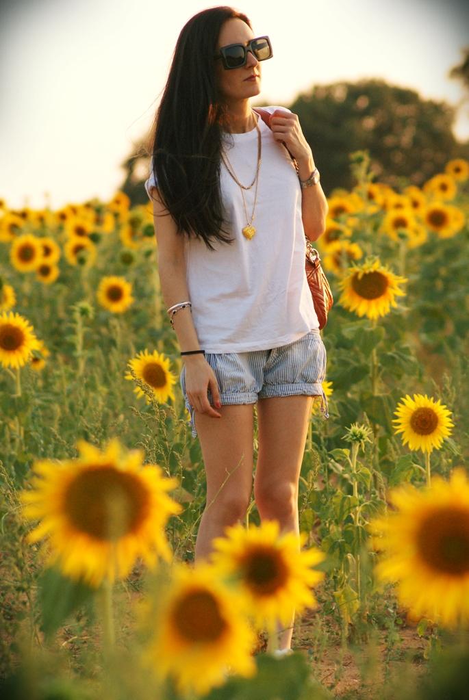 Sunflowers