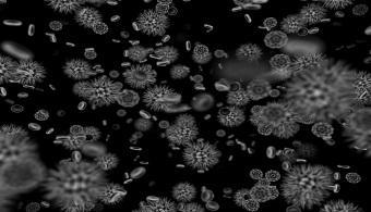 Bacterias Magnéticas que Diagnostican el Cancer